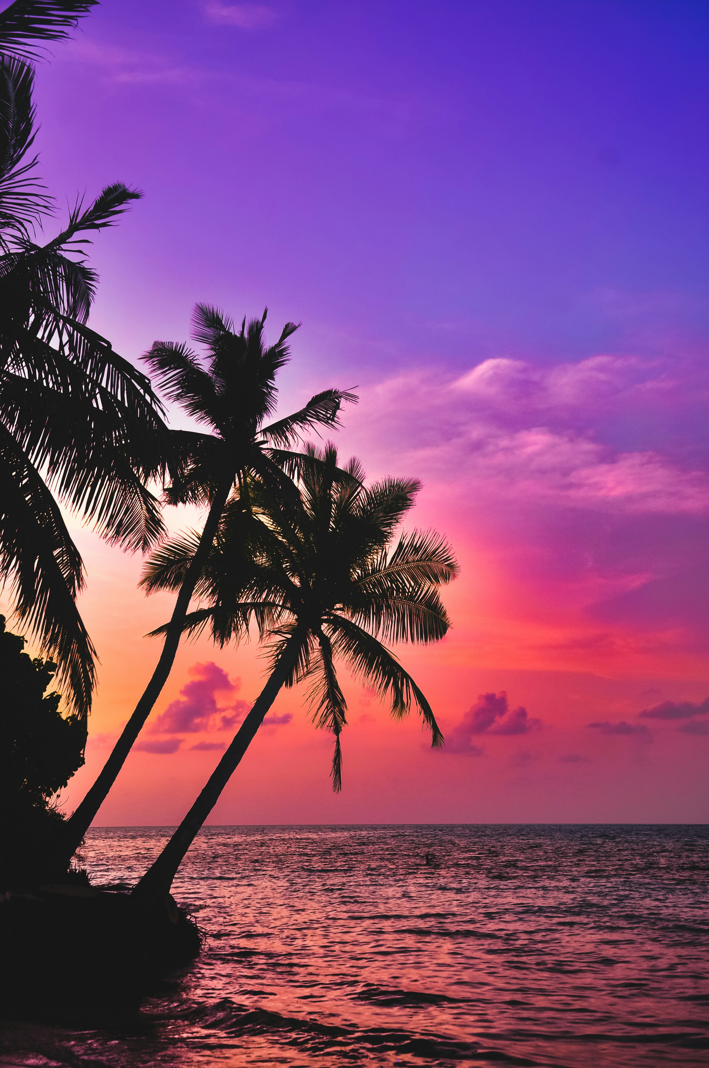 Silhouettes of coconut palm trees against a violet and magenta sunset sky